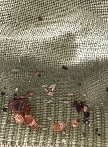 Pest Free - Υπηρεσίες απεντόμωσης