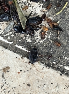 Pest Free - Υπηρεσίες απεντόμωσης